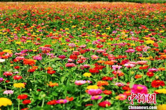 近日,山西省长治市襄垣县环宝峰湖万亩花海内鲜花一齐怒放。当地以花造景,沿湖种植花海景观,打造“最美彩色风景线”,通过花海壮观、震撼的效果吸引游客,提高知名度。 连烽 摄 近日,山西省长治市襄垣县环宝峰湖万亩花海内鲜花一齐怒放。当地以花造景,沿湖种植花海景观,打造“最美彩色风景线”,通过花海壮观、震撼的效果吸引游客,提高知名度。 连烽 摄
