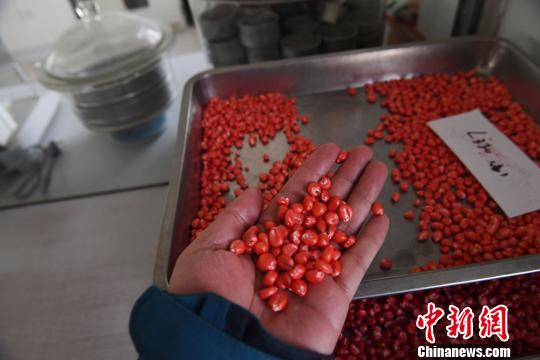 2018年3月，甘肃张掖玉米制种企业的玉米种子。(资料图) 刘薛梅 摄