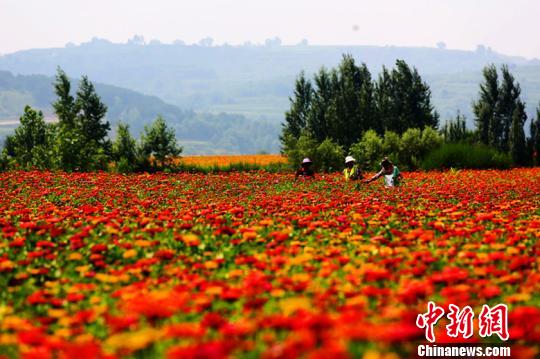 当地以花造景,沿湖种植花海景观,打造"最美彩色风景线,通过花海壮观