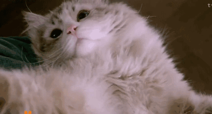 壁纸 动物 猫 猫咪 小猫 桌面 434_235 gif 动态图 动图
