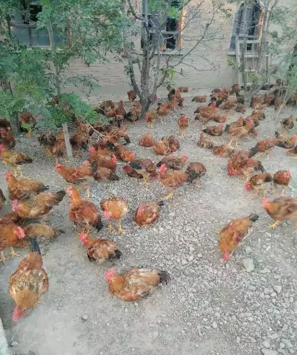 【中卫天天快讯】7月31日中卫招聘、房屋信息