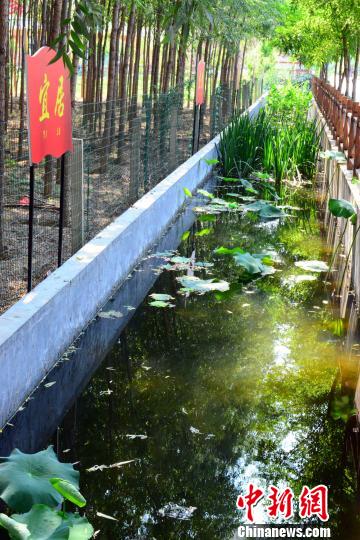 图为位于姜屯镇沙东村头的村级生态污水净化池。　秋歌 摄