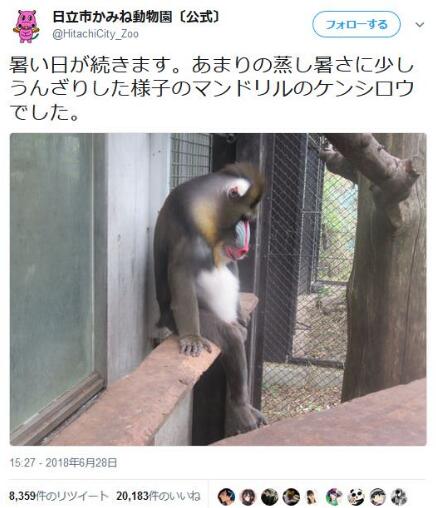 日本动物园这只“美猴王”被热瘫了 却获5万多次点赞