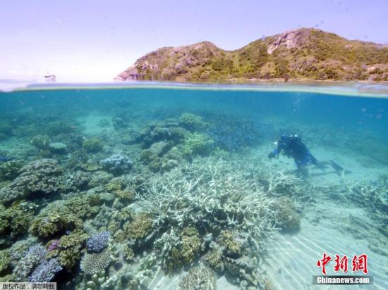 展示稀有生物 澳邮政推出大堡礁海底景观系列邮票