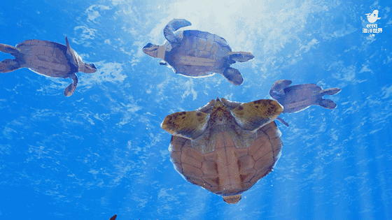 壁纸 动物 龟 海底 海底世界 海洋馆 水族馆 560_315 gif 动态图 动图