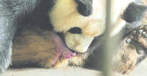 大熊猫幼仔颈部被划伤惊险抢救 缝九针取名“润九”