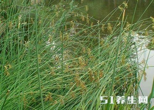 灯芯草