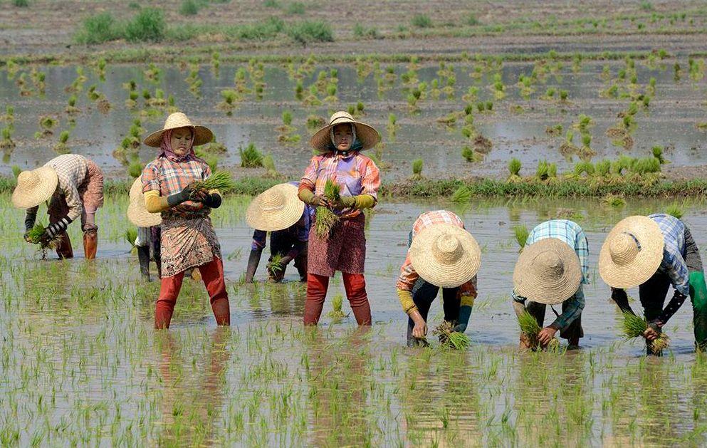 看看缅甸政府如何处置农民闲置的土地