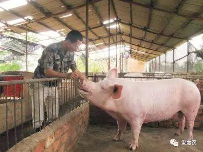 爱惠农|农业农村部:发布非洲猪瘟Ⅱ级疫情预警