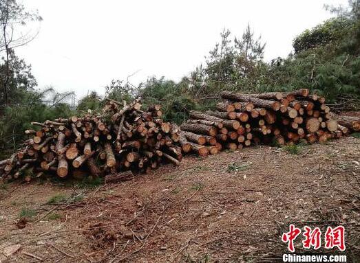 广西一男子涉特重大滥伐林木案 仿“光头强”山上野炊安营