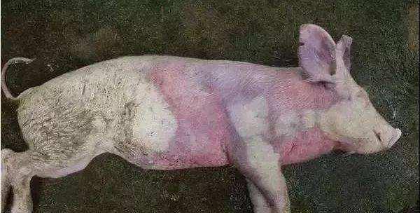沈阳疑似非洲猪瘟“封锁令”引惶恐，人会被传染吗?猪肉能吃吗?