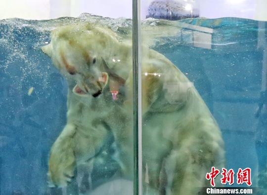 南京海底世界极地动物度夏有“凉”方