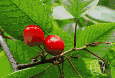 壁纸 矢量 水果 小果 植物 367_250 gif 动态图 动图
