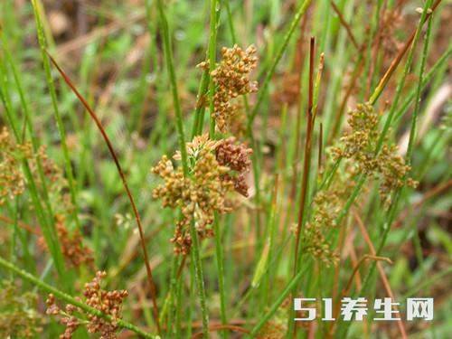灯芯草