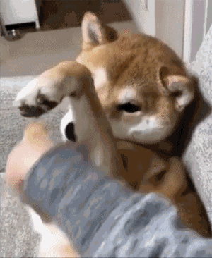 动物解说系列--柴犬外传(重制版)