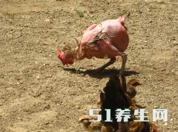 德国惊现大批的“无毛鸡”,超会下蛋,简直就是奔跑的诱惑!_图2 德国惊现大批的“无毛鸡”,超会下蛋,简直就是奔跑的诱惑!_图2