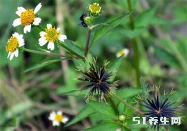 野草