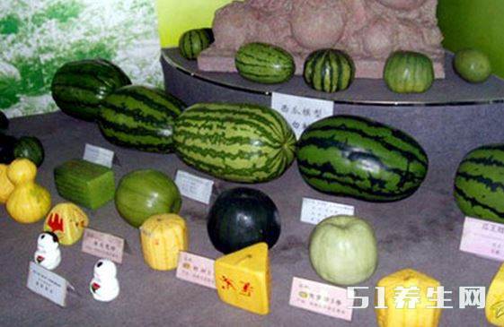 看品种