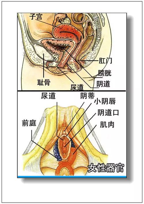 人体内脏分布概观简图 2.腹部脏器分布图(前面观 3.腹网膜 4.