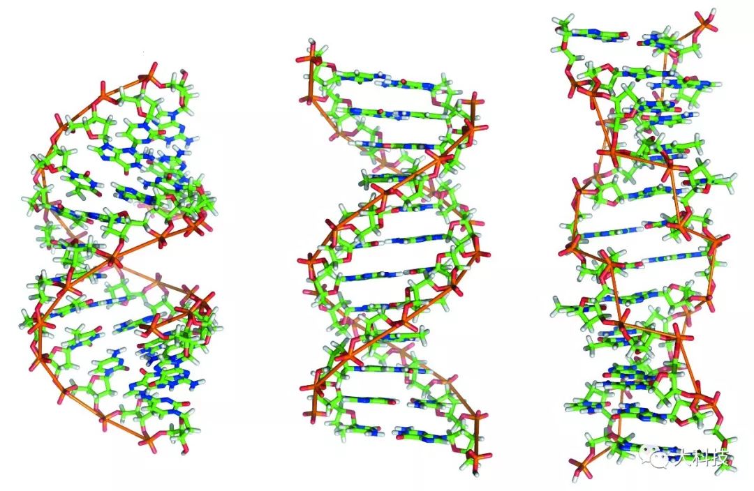 形形色色的DNA