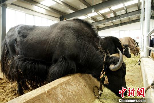 西藏举办牦牛产业发展论坛