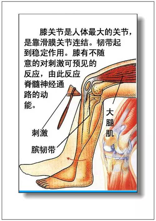 人体器官分部彩图(大全)