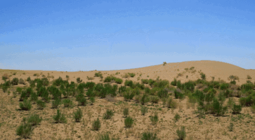 梭梭树是树吗 9783004FCAEF83B07466512899A2D2632C924A73_size85_w511_h282.png