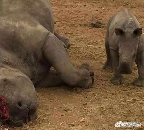 问答| 世界最后一头雄性白犀牛死去,意味着这个