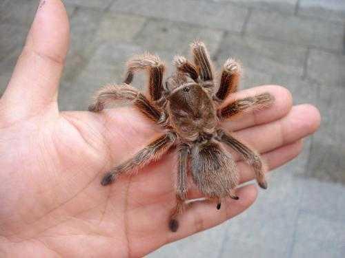 蜘蛛体内隐藏的剧毒,最强的毒素是响尾蛇的15倍,无人敢碰