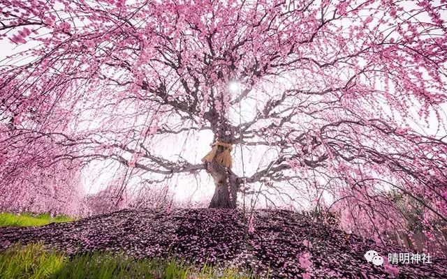 赏樱花未开，一棵最美的梅花占据了日本全部的头条__凤凰网