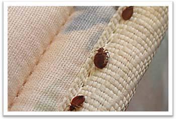 一种骚然人类上千年的吸血虫子,人类曾短时间