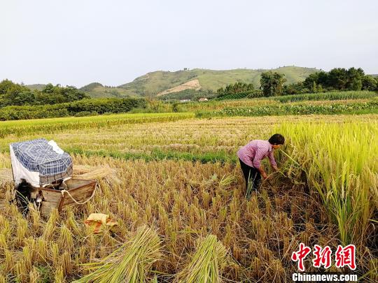 罗琼荣在田里收割稻谷。　受访者供图 摄