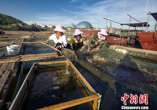 8月8日，在江西九江市都昌县水产品储运点，渔民在分拣青虾。　傅建斌　摄