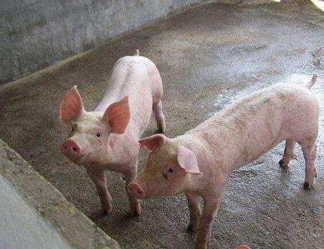 农村环境大整顿,养猪的农民越来越少,未来猪肉
