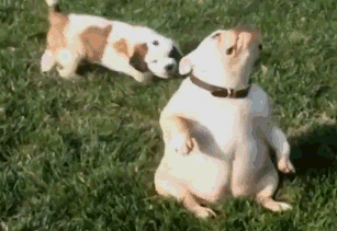 壁纸 动物 狗 狗狗 307_211 gif 动态图 动图