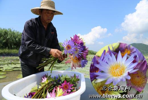 北仑:百亩香水莲花盛开