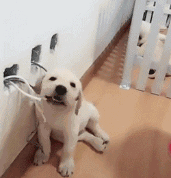 电线,看见什么咬什么,所以各位铲屎官一定要给小拉布拉多买磨牙棒