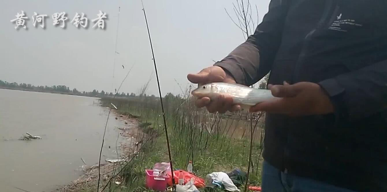 海竿野钓黄河,串钩挂蚯蚓,刚来上条黄河特有鱼种