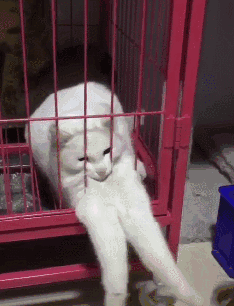 铲屎官隔着笼子逗猫,白猫突然两爪齐出被卡住,这造型集体笑趴