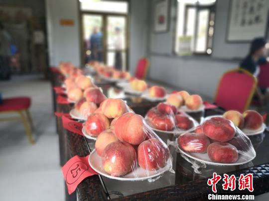 兰州七里河鼓励村民种“桃王” 发展品牌化“桃”经济