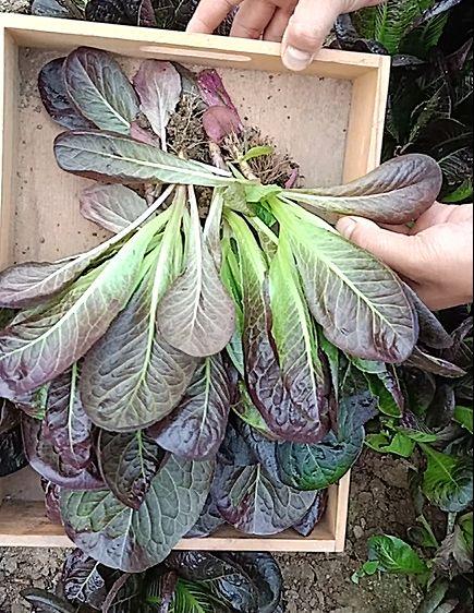 汉堡咖啡香麦菜不爱生虫,30天收获,真让人a咖啡薏米芡实黑米糙米燕片怀孕能吃图片