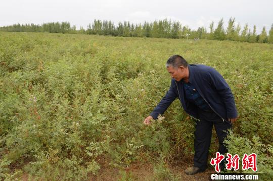 中国三北地区实现土地沙化连续15年净减少