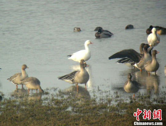 “中国鹤湖”修生态“庭院” 俟候鸟南飞
