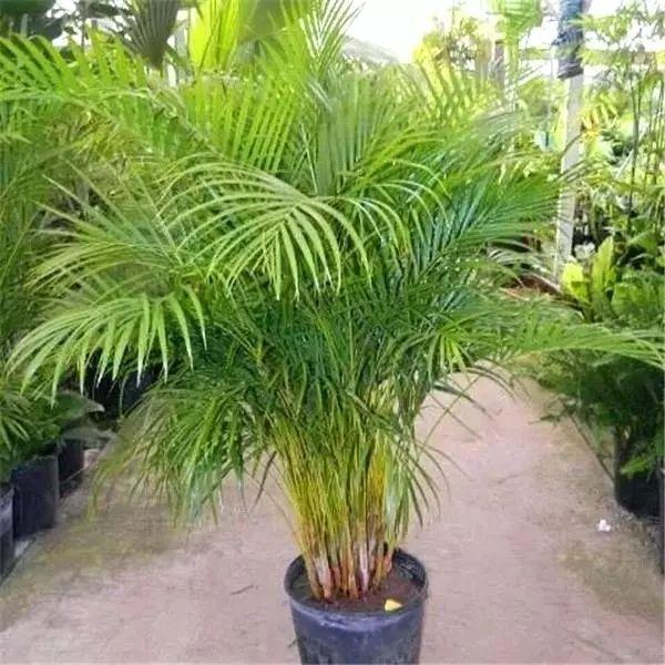 五种特别适合养在家里的净化空气植物,对吸收