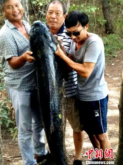 湖北孝感一男子钓到102斤重青鱼，鱼身长达1.6米