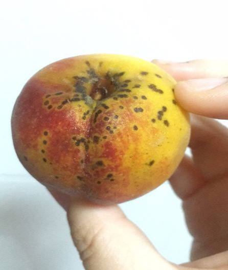 【涨知识】桃子长黑斑、出疹子…到底能不能吃