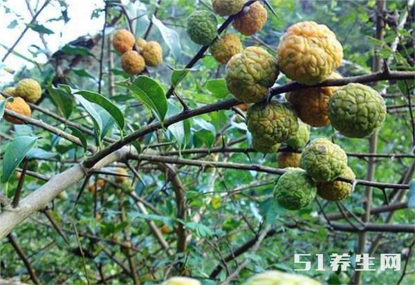野荔枝