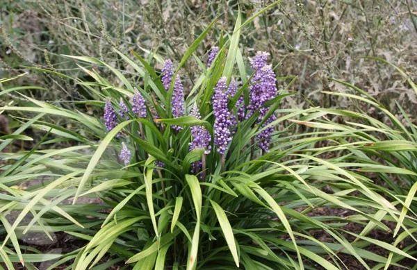 五种特别适合养在家里的净化空气植物,对吸收