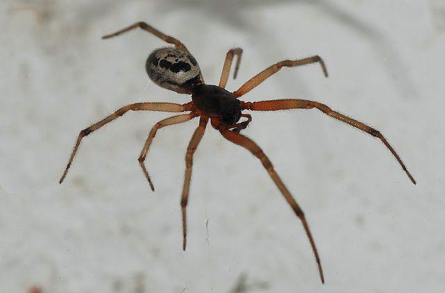 最有毒的蜘蛛,被咬了还会产生生理反应