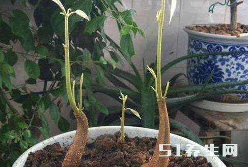 榴莲盆栽 榴莲盆栽